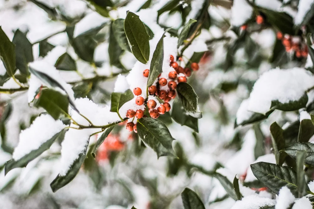snow-6