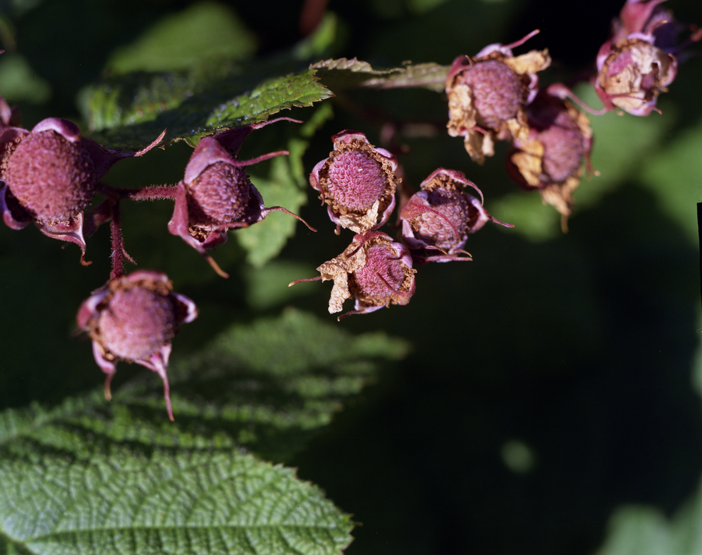 08. Thimbleberries.jpg