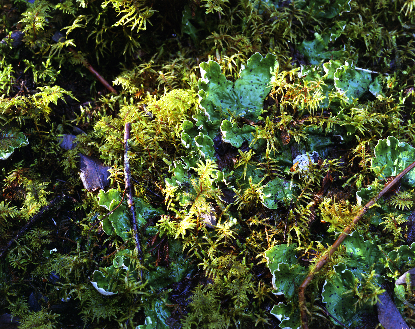 Lichen_Moss_detail.jpg