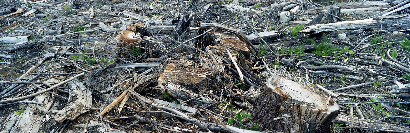 Panorama_Documents_hollow_tree.jpg