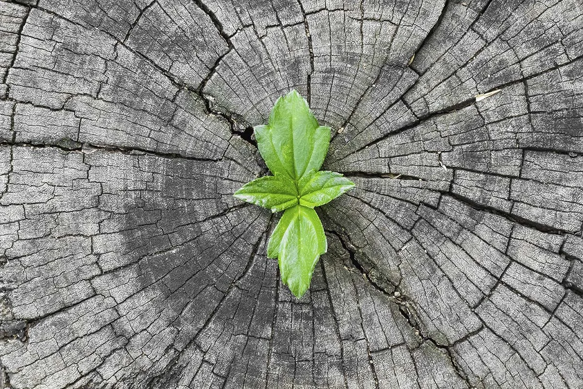 iStock_000054307324_XXXLarge.jpg