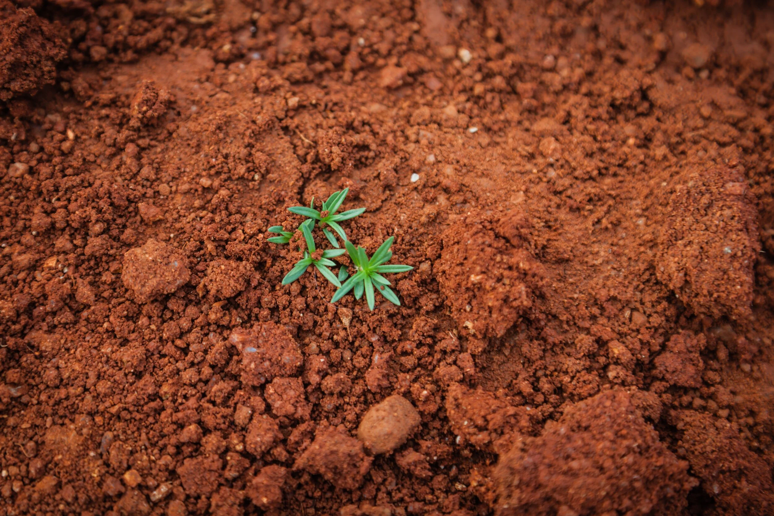 paul-mocan-IY0oy3SS6jw-unsplash_soil.jpg