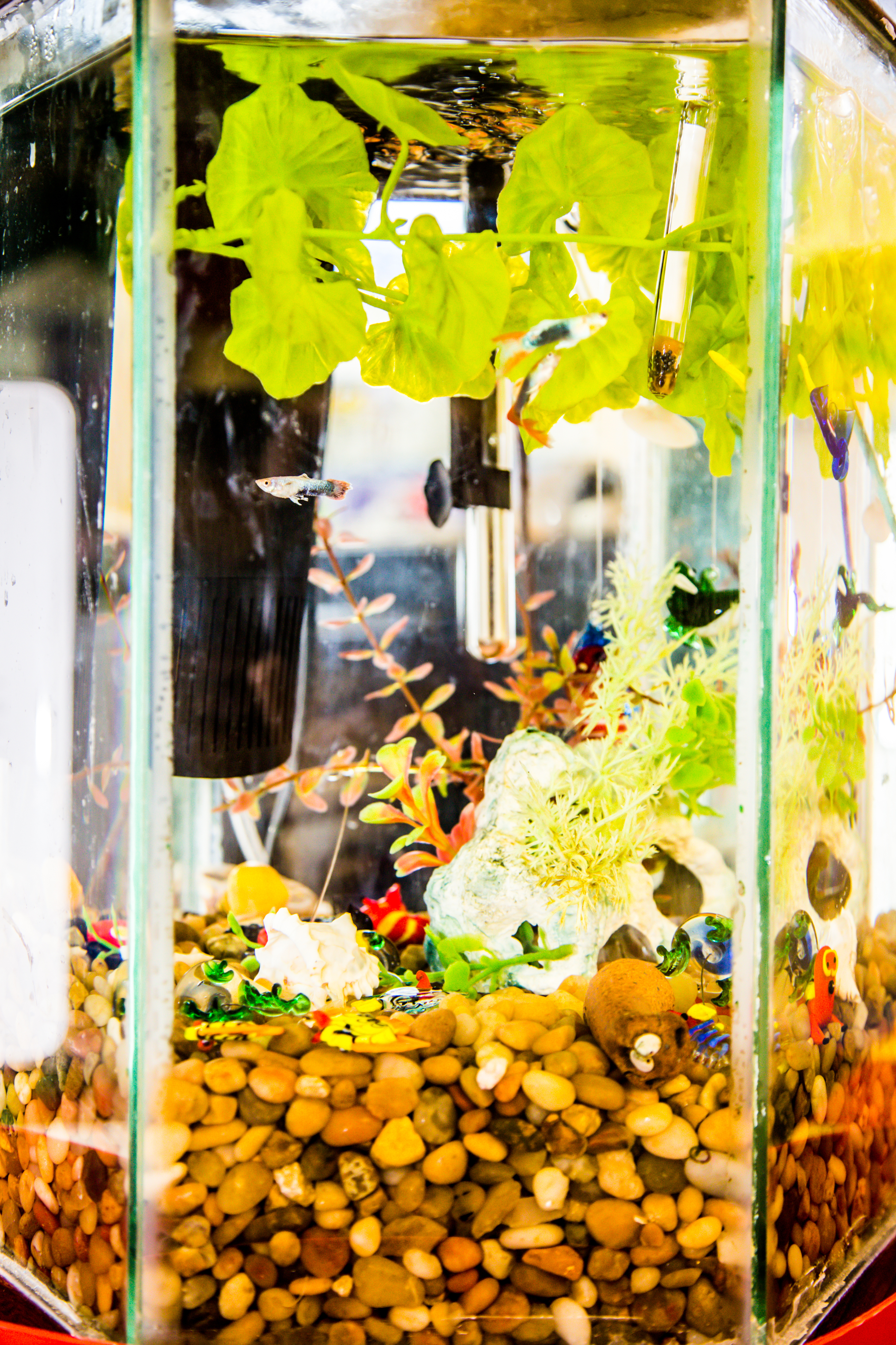 The science center hosts a colorful fish tank where children help with daily feeding and have a quiet moment of observation. 