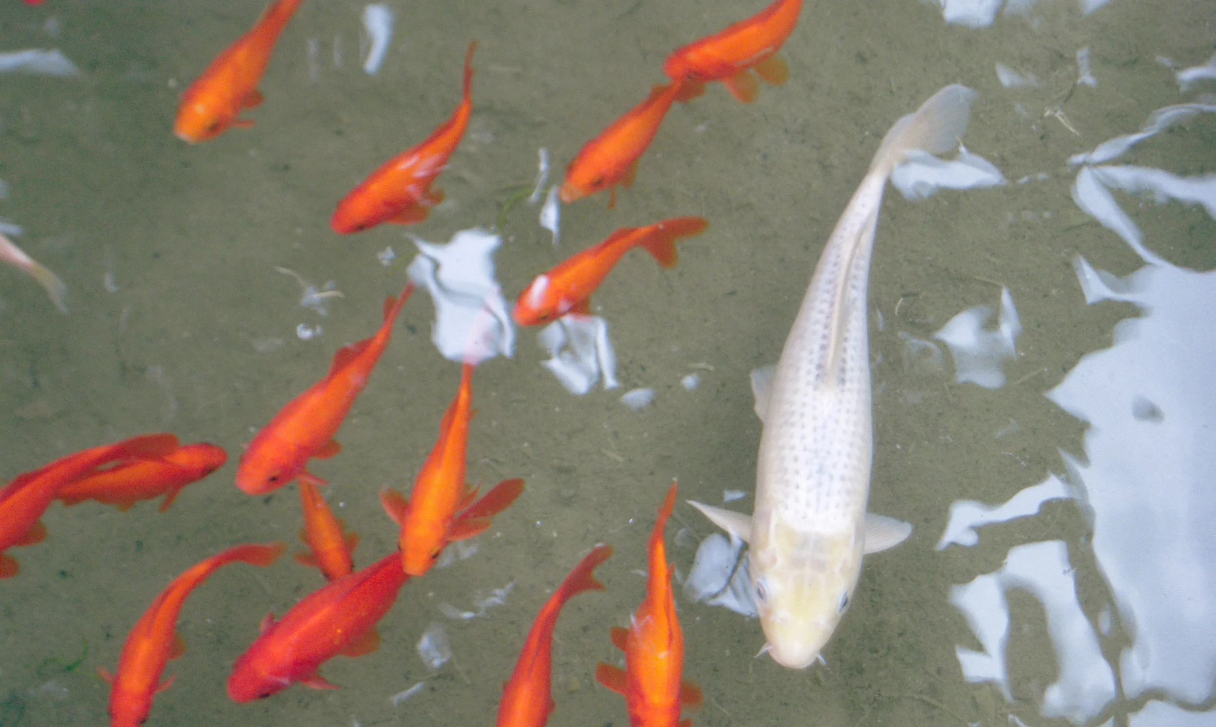 Fish.jpg