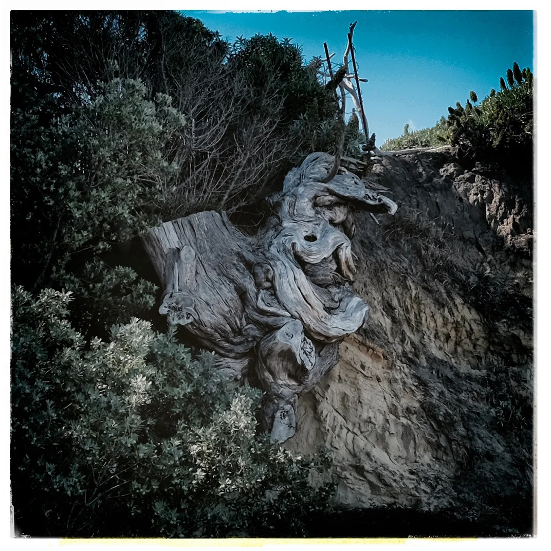 ©RaoulOllman-www.rollmansf.com-Bolinas-00003.jpg