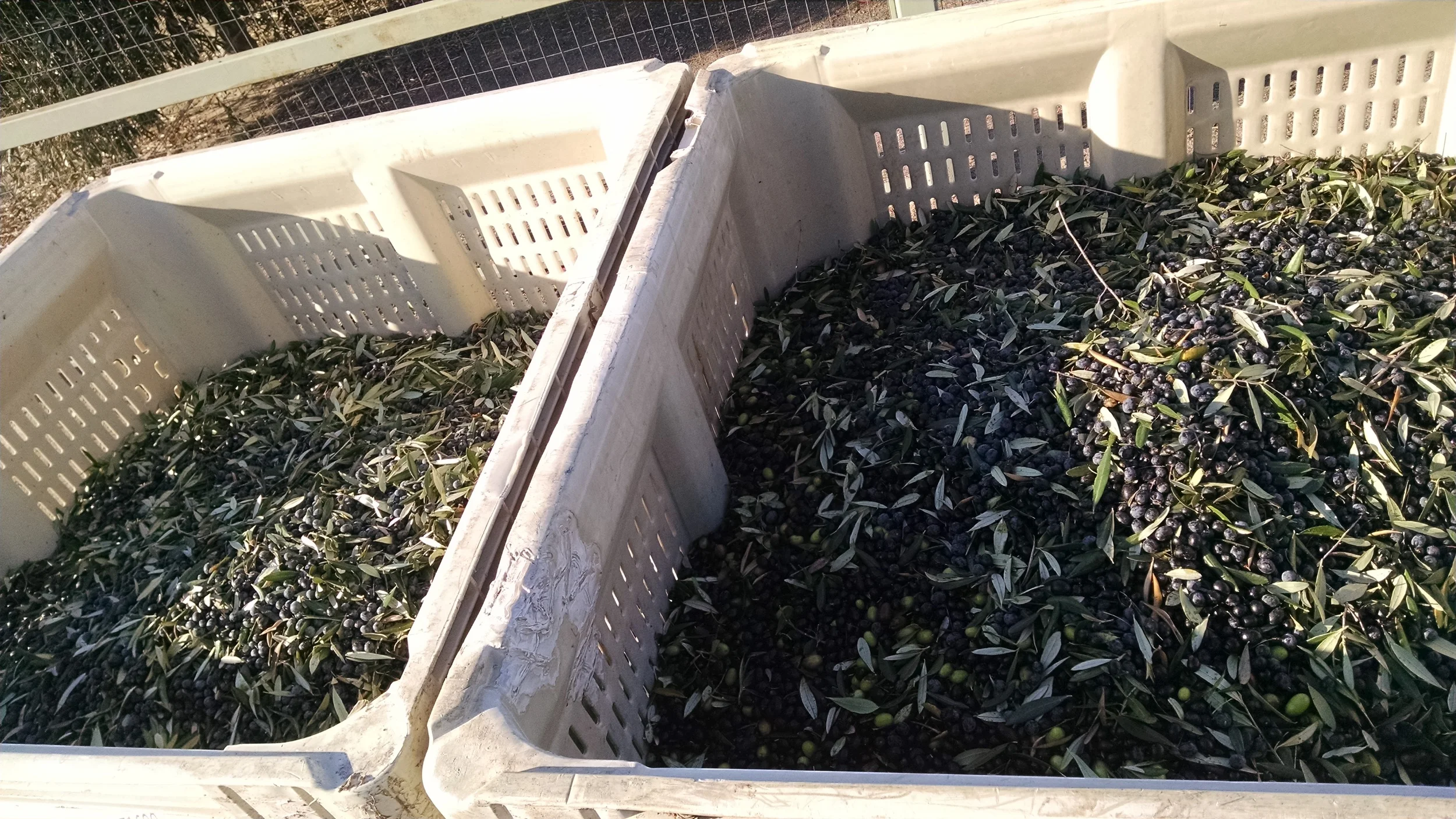 flavor-groveson41-pic2.jpg
