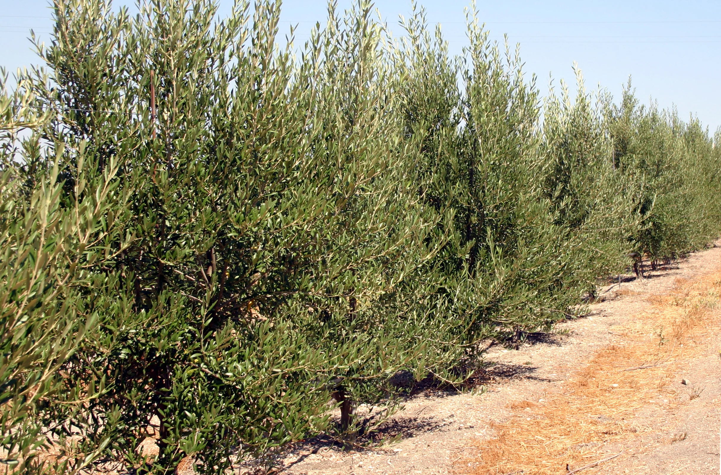 flavor-groveson41-pic7.jpg