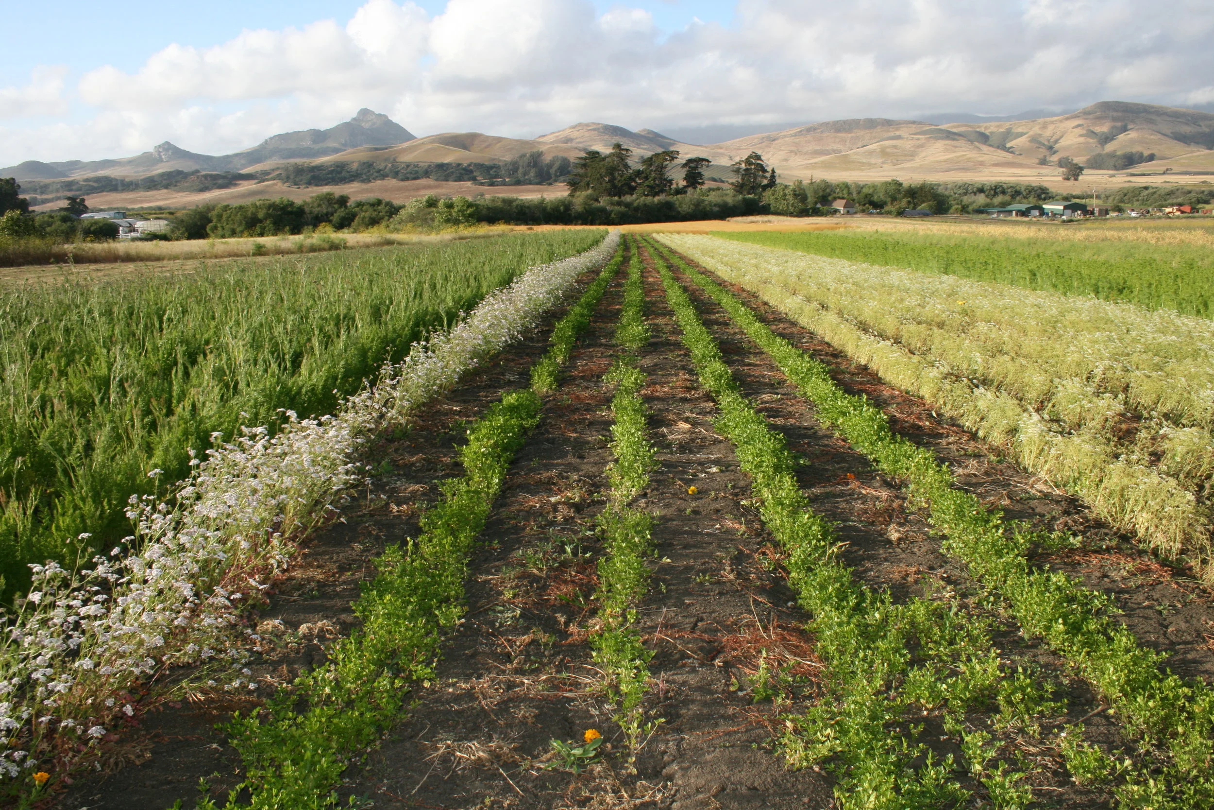 WHERE FLAVOR, FARMERS, FINANCING COLLIDE Slow Money SLO is working tirelessly to connect local food purveyors and famers with each other, the public, and potential lenders. Pictured, ancient grains, beans, and edible pollens growing at Kandarian Farms in Los Osos. PHOTO BY HAYLEY THOMAS CAIN