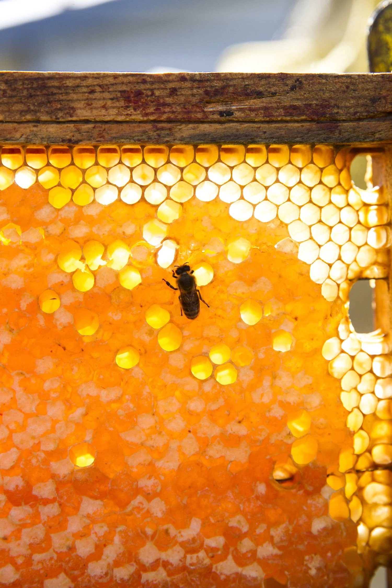 Life, Death, and Honey: On the Swarm Hunt