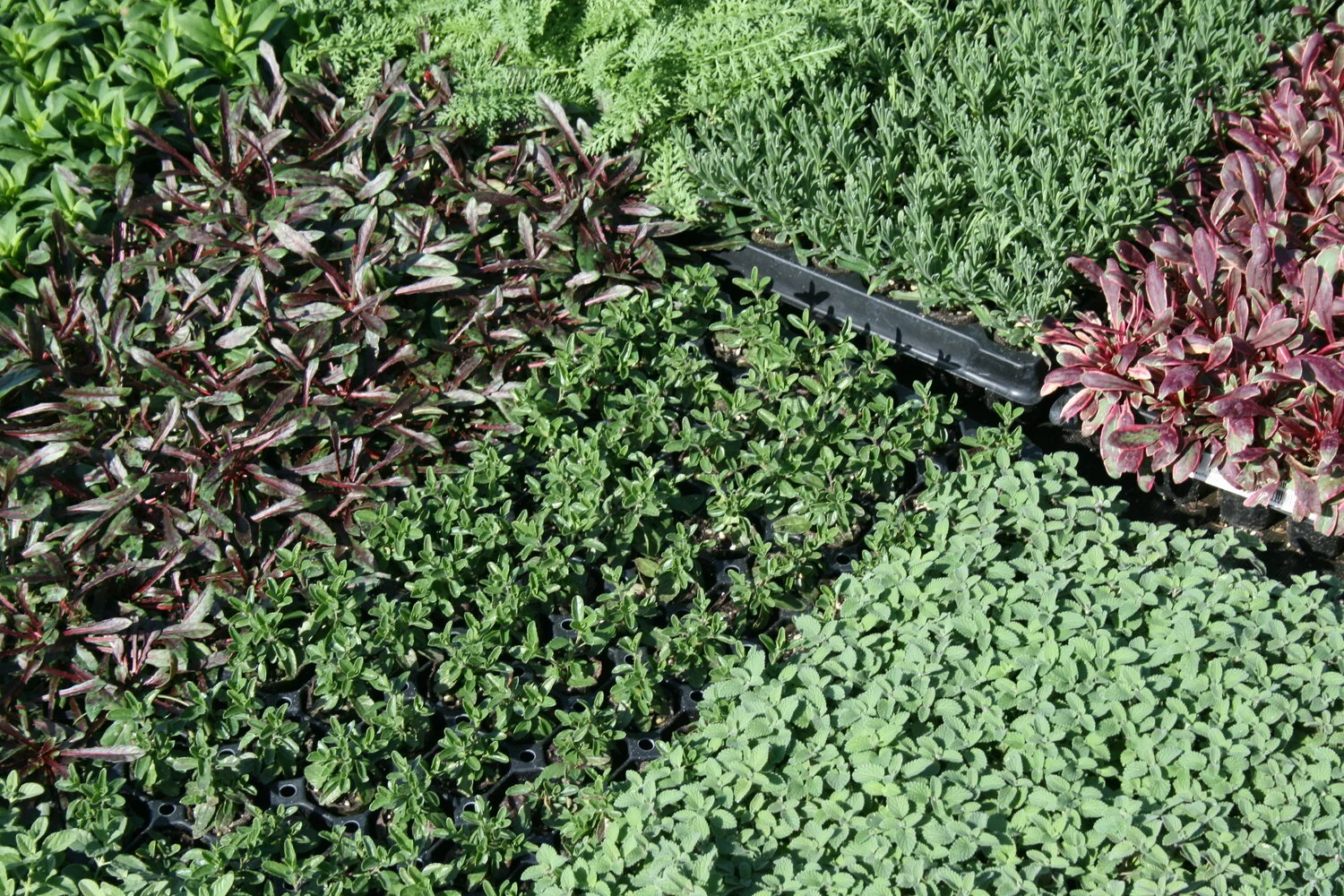 Feel-good gardening: Growing Grounds Farm nurtures plants and good spirits