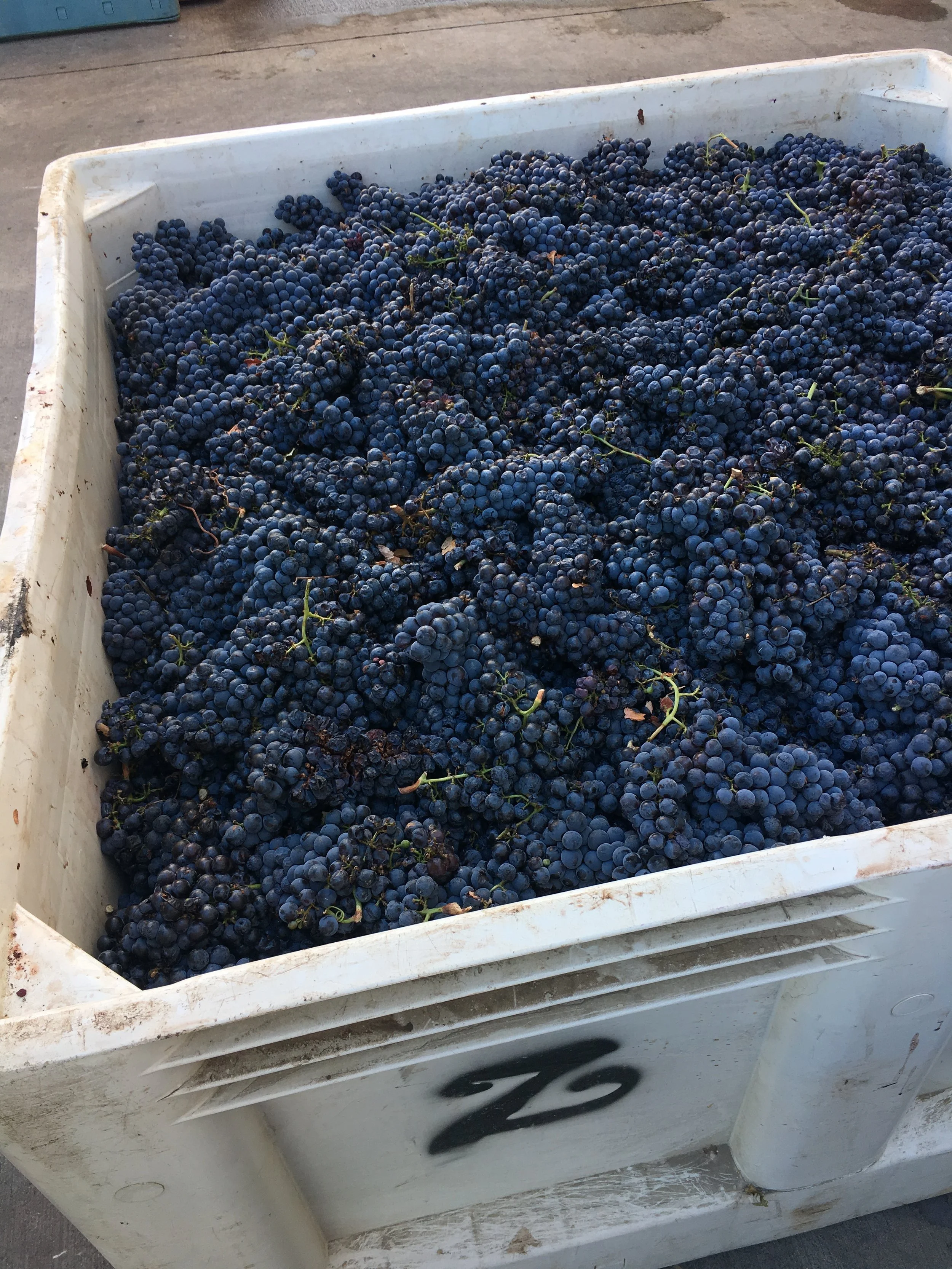 Westside story: Harvest is family tradition at Zenaida, Barton Cellars 