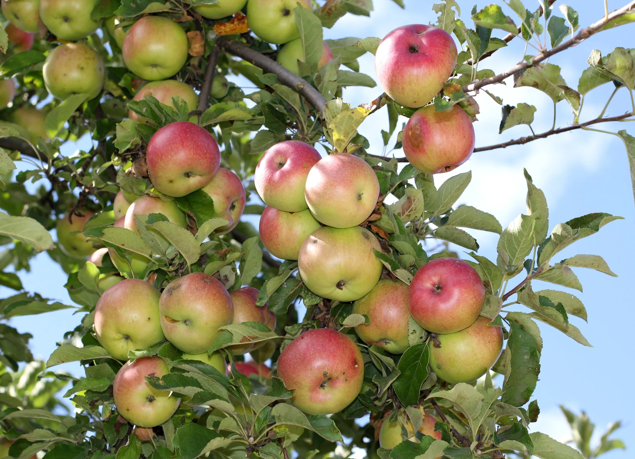 Picking the perfect peak-season apple at Gopher Glen