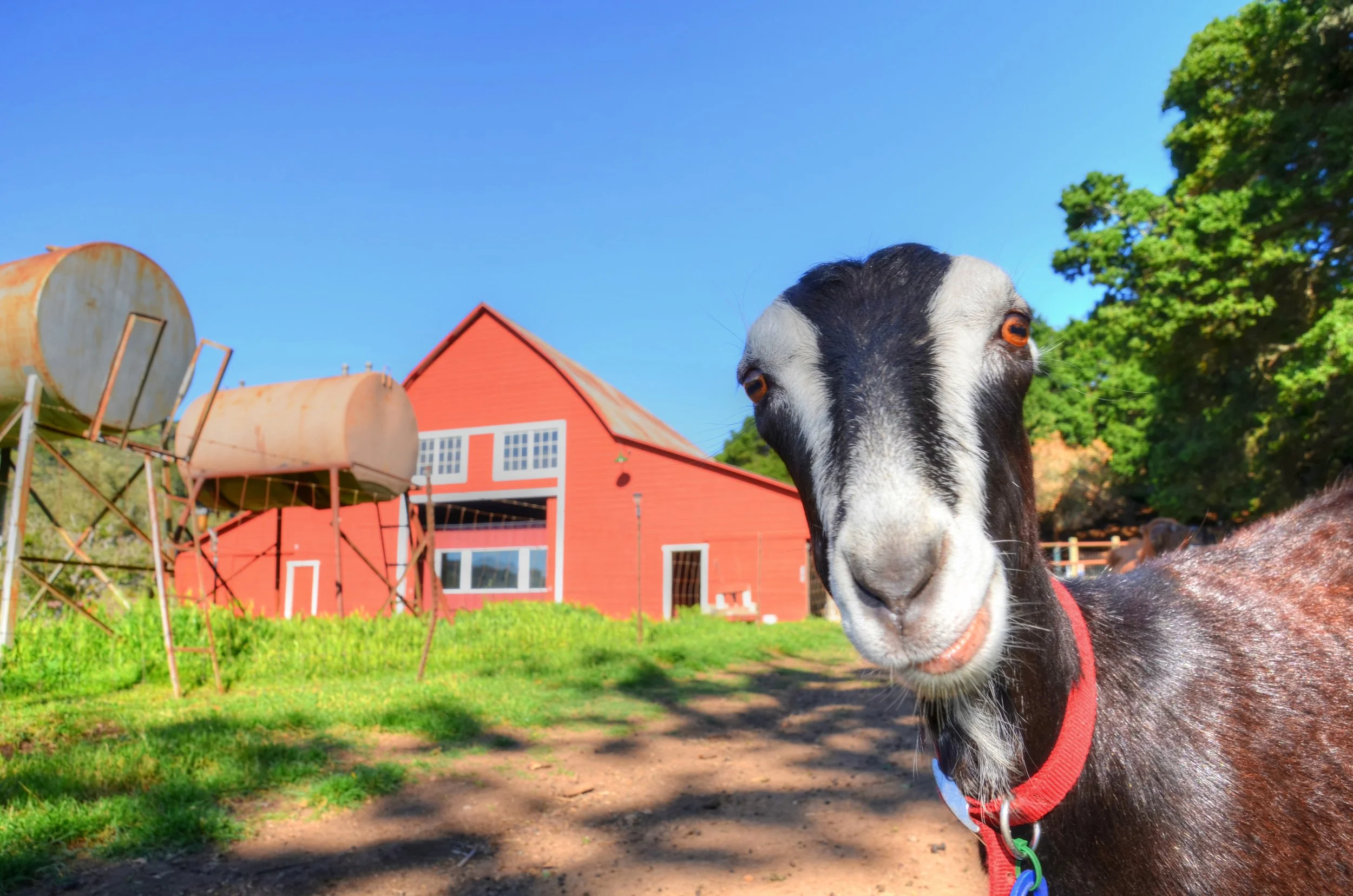 Stairway to heaven: Happy goats, pigs, and avocados come from Cambria's Stepladder Ranch