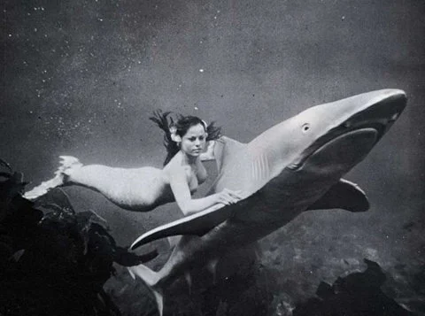 (I've got that) sharky feeling!