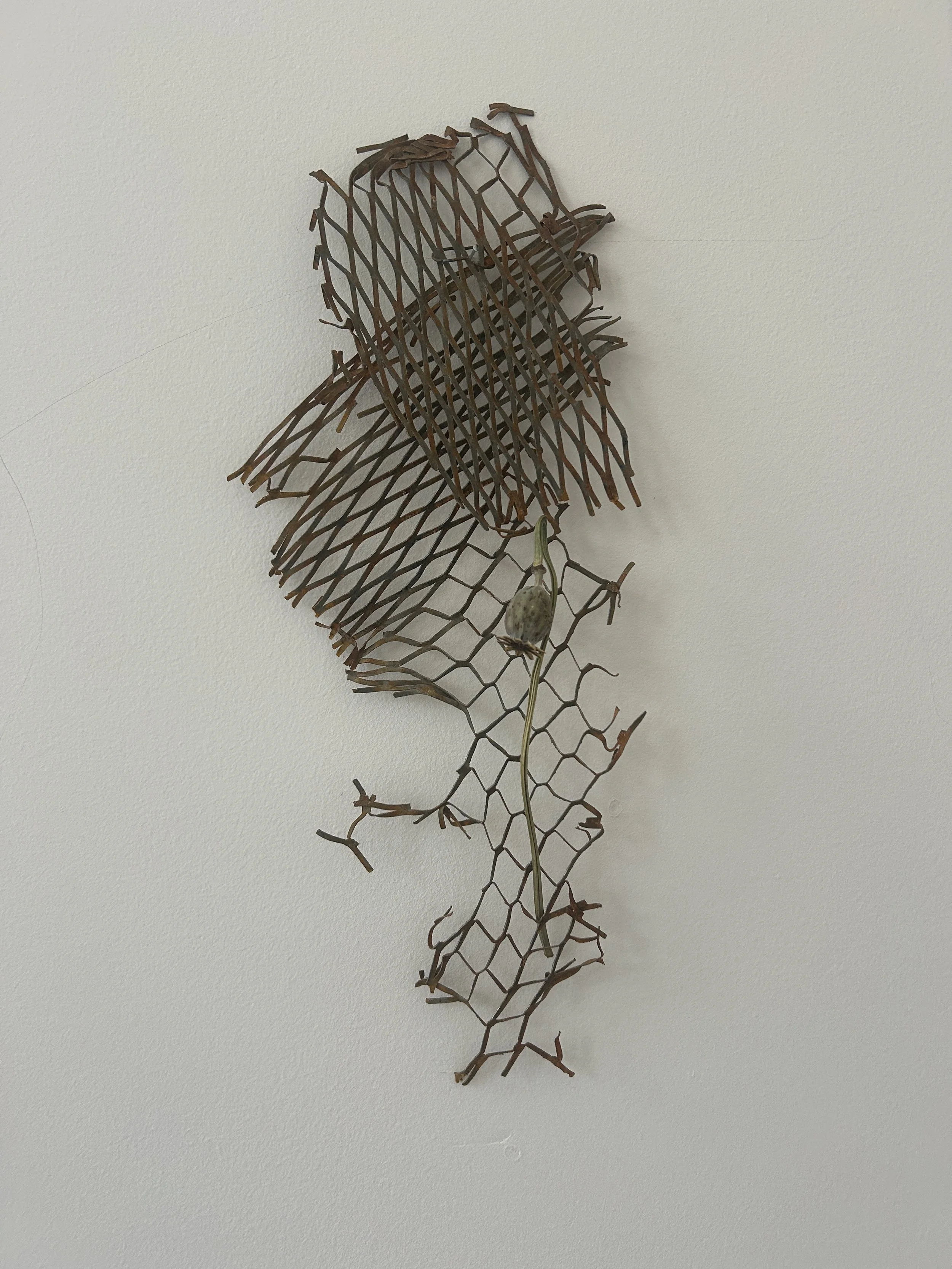 Collapsed, 2026, rust, steel netting, Papaver Somniferum 