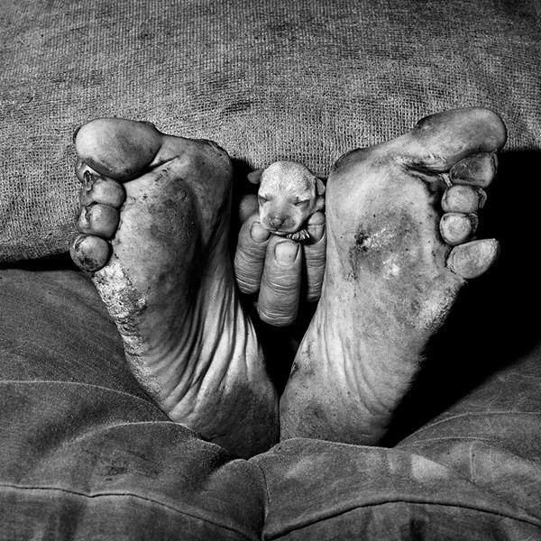 Puppy Between Feet - Roger Ballen