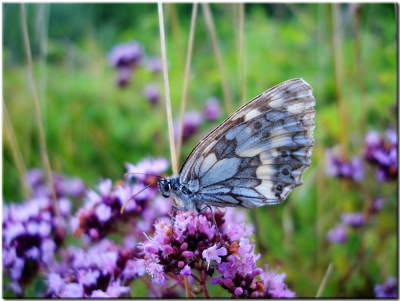 meadow-53551.jpg