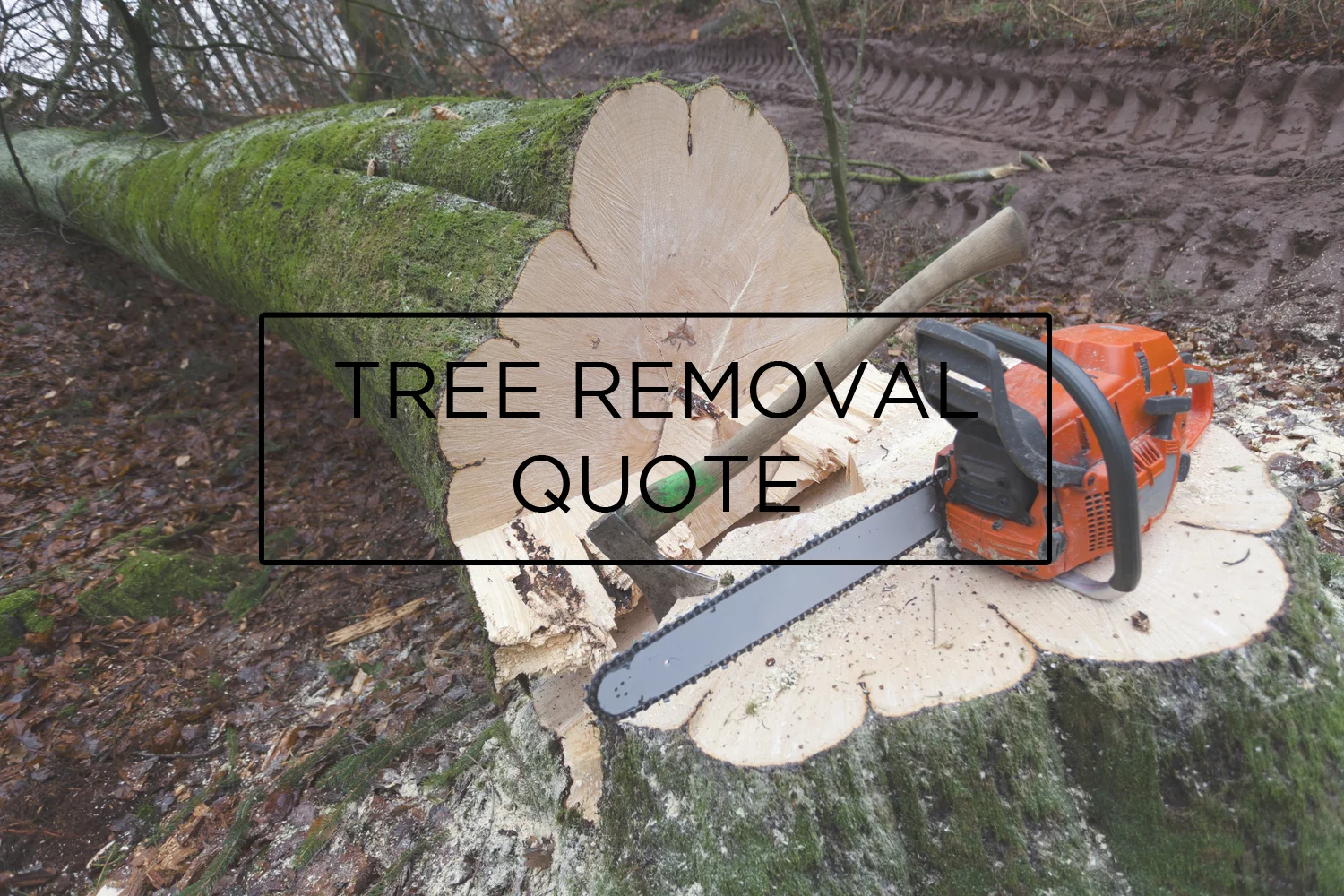 Tree Removal 1 with click.jpg