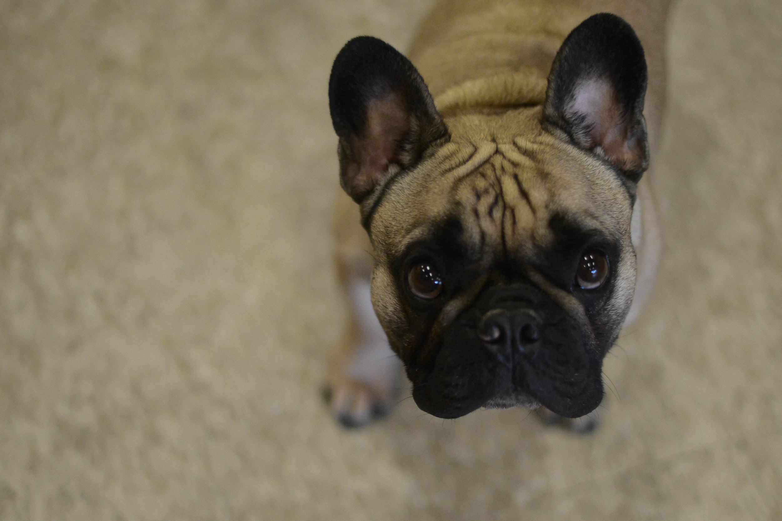Eddie James - greeter, heart breaker, security. Eddie, son of Nikki James and nephew of Missy Blair Browning, is a French Bulldog all the way from Russia. His sweet face is found specifically lying in the sun at Copacetic and greeting all of our wonderful clients.