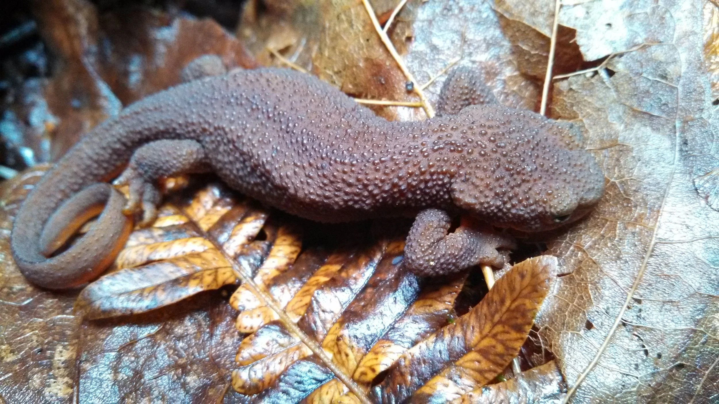 Rough-skinned newt. Photo Credit: Vikki Jackson