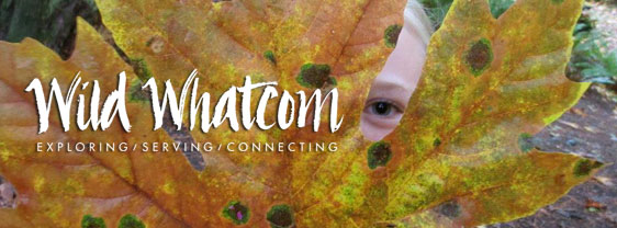 Wild Connections - Fall 2016