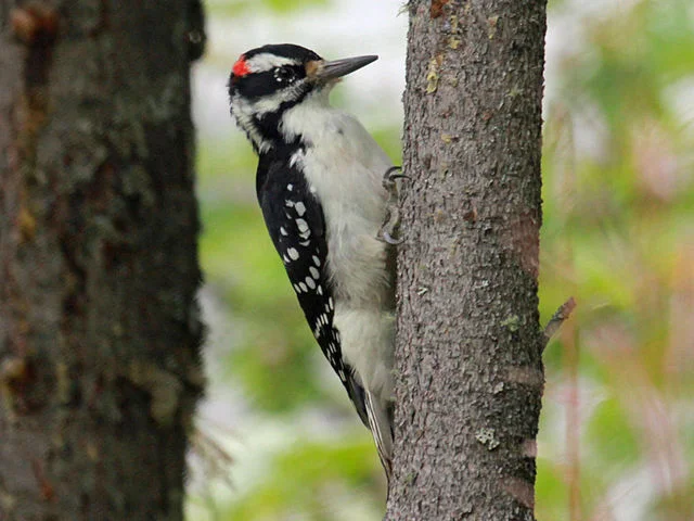 Hairy Woodpecker. Photo credit: Dick Daniels