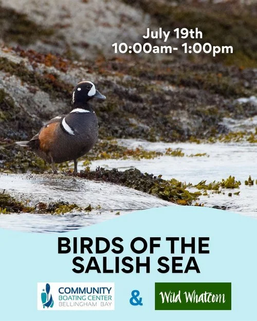 Partner Program - Birds of the Salish Sea Paddle with Community Boating Center