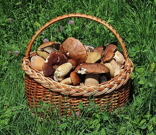 BIPOC Walks - Mushroom Mania!