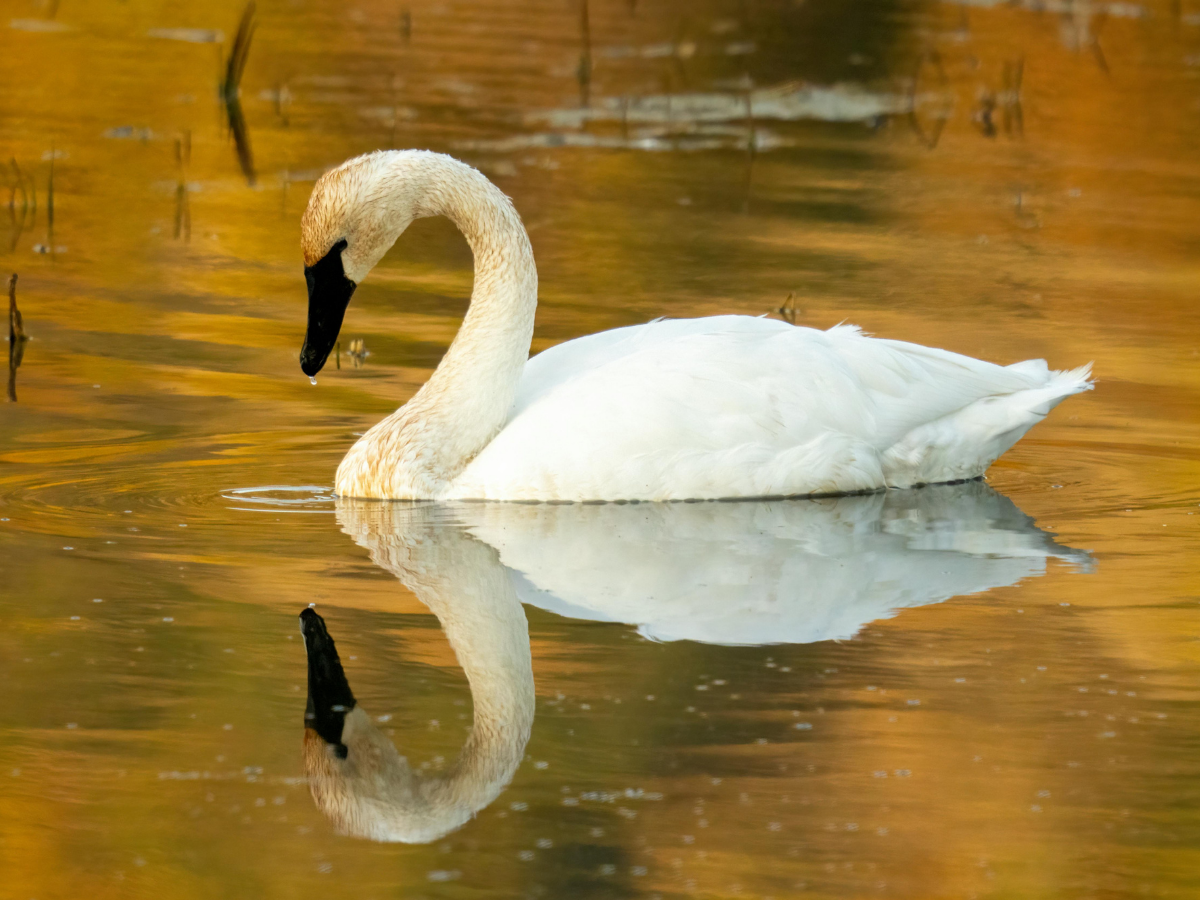 Out and About - Swans at Sunset