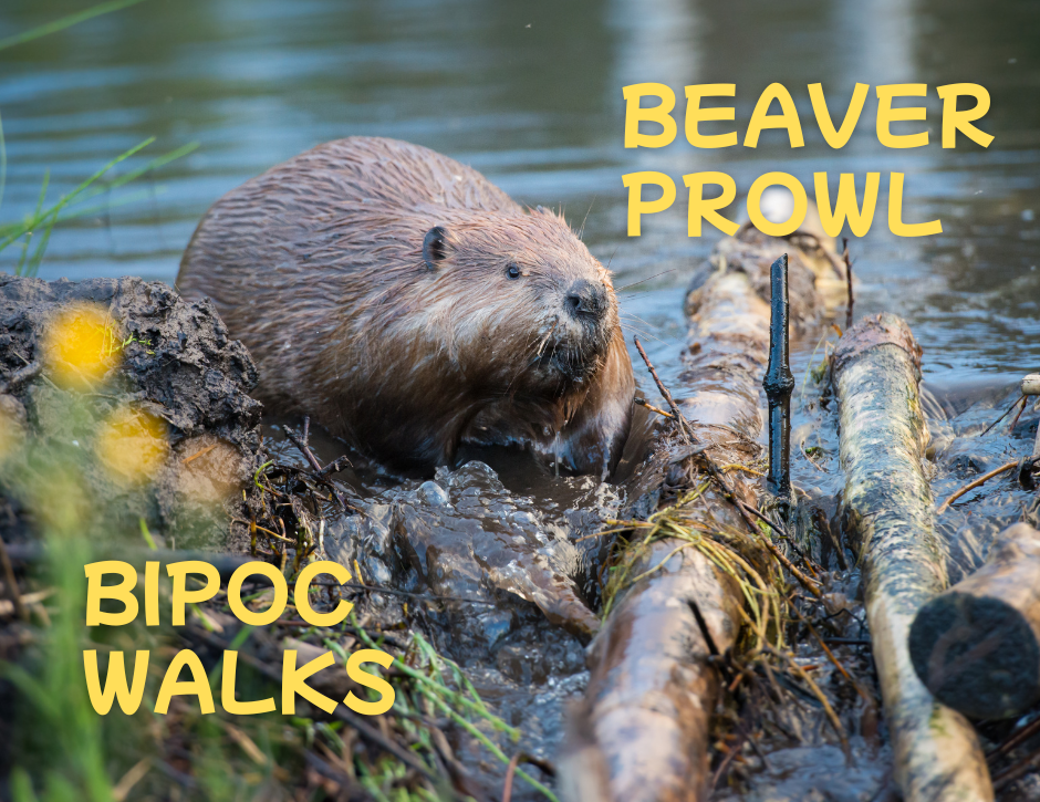 BIPOC Walks - Beaver Prowl