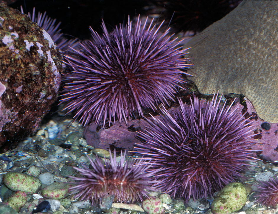 BIPOC Walks - Early Morning Low Tide Exploration