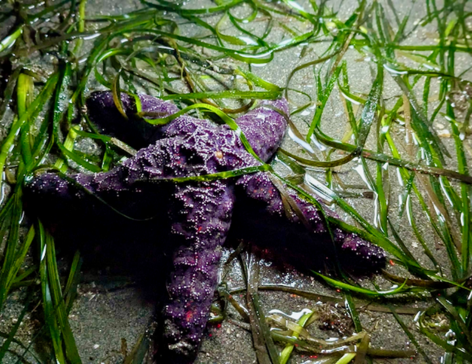 BIPOC Walks - Night Prowl: Nocturnal Critters 