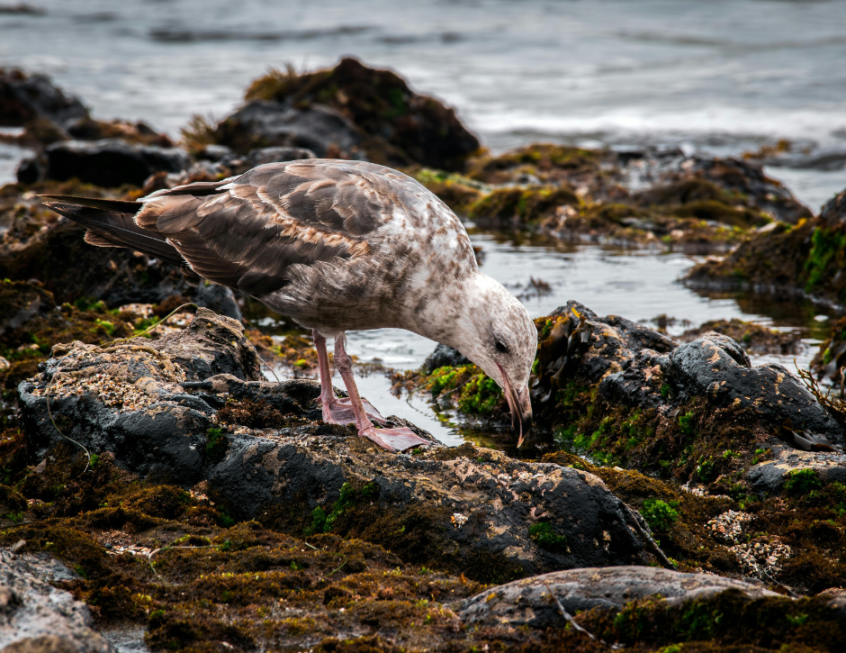 BIPOC Walks - Low Tide Exploration Round 2