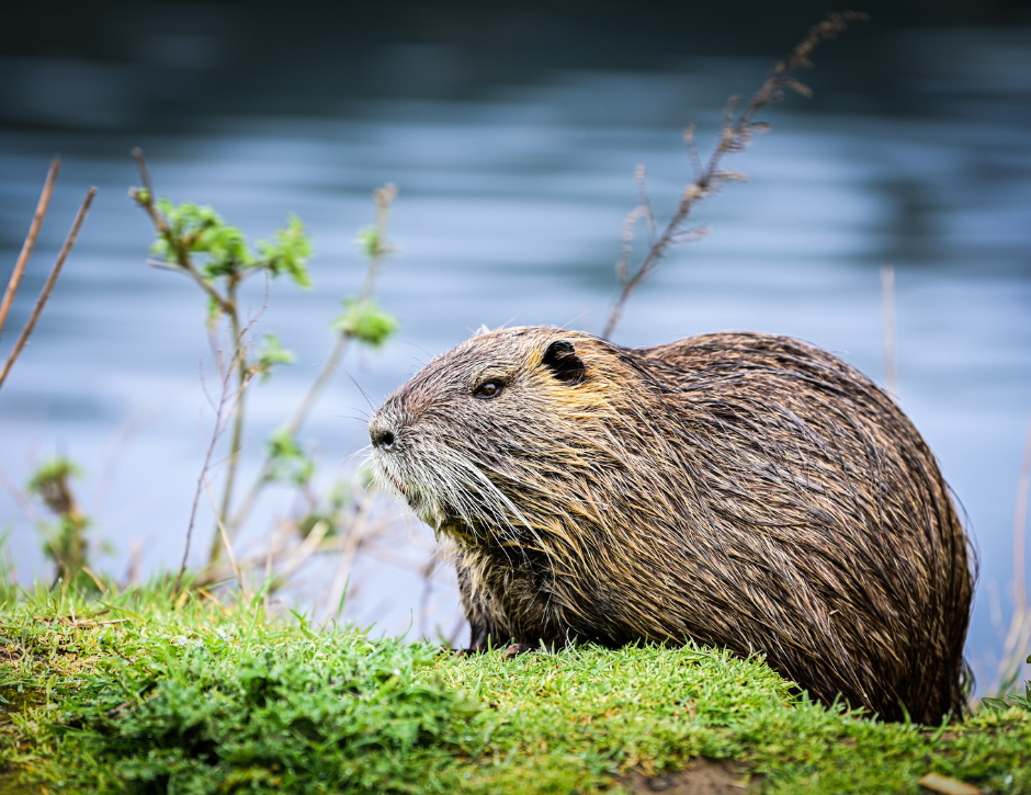 Out and About - Beaver Prowl