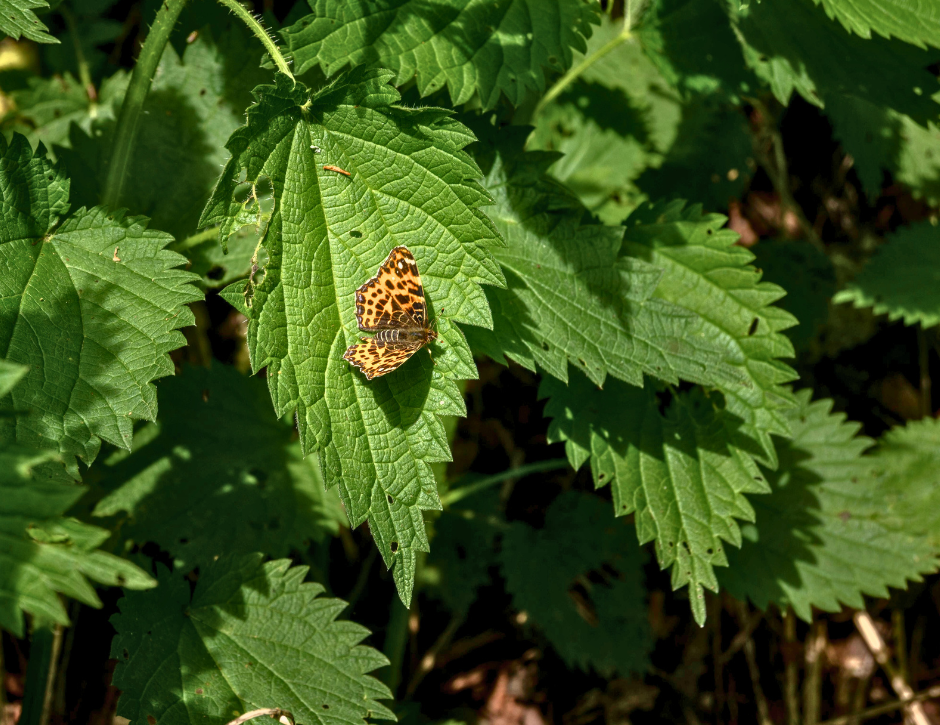 Out and About - Honorable Harvest and Evening Picnic