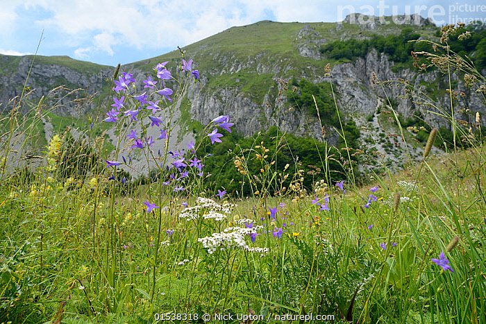 mountain bell.jpg