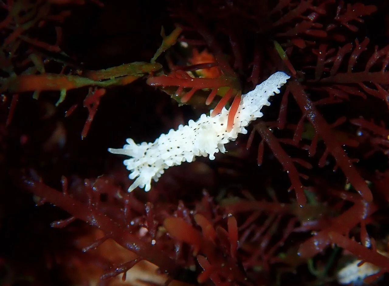 Salt_and_pepper_dorid,_3-8-2024.jpg