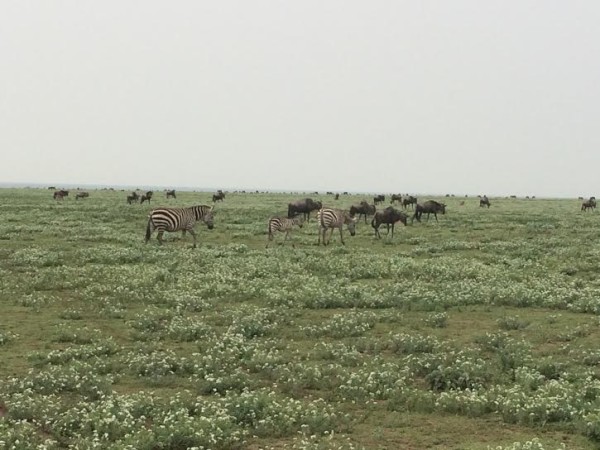 Migrating zebras & wildebeests