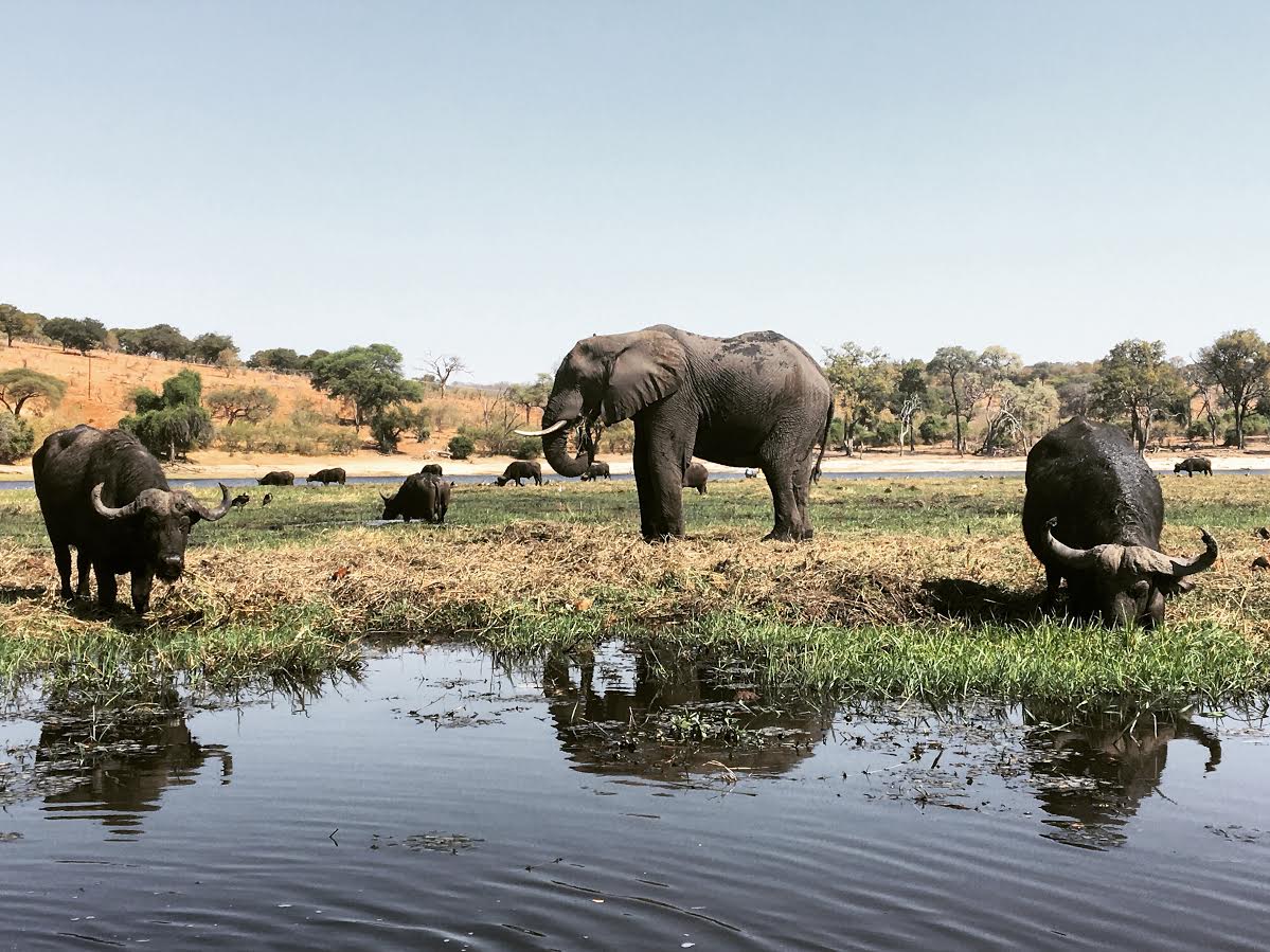 Day Trip Safari At Chobe National Park In Botswana — Will Drink For Travel