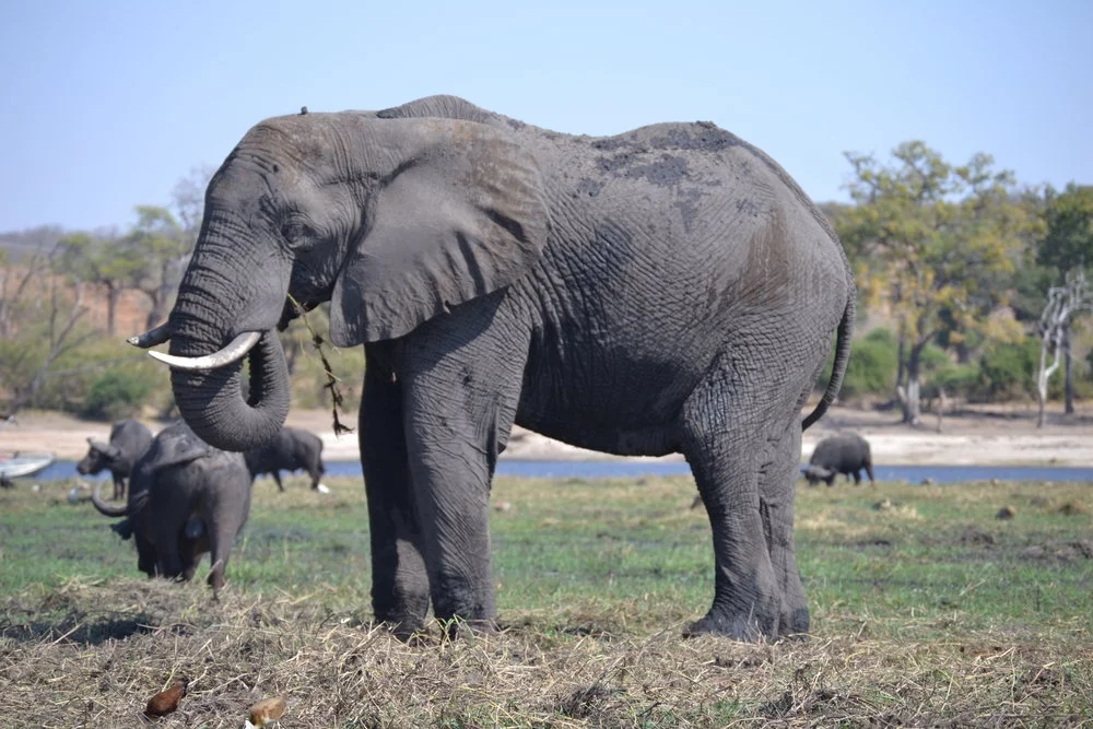 Day Trip Safari at Chobe National Park in Botswana