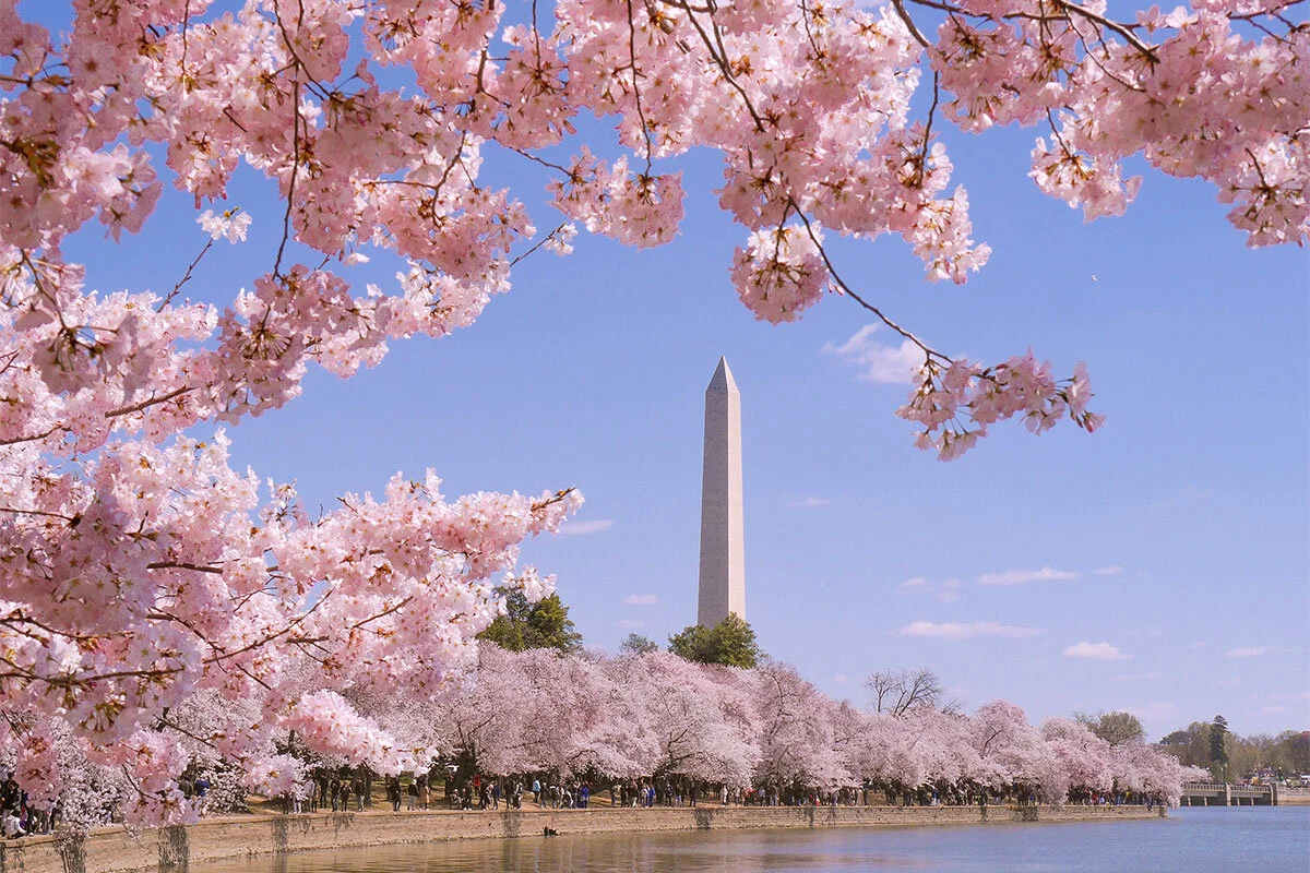 Cocktail of the Month: Cherry Blossom