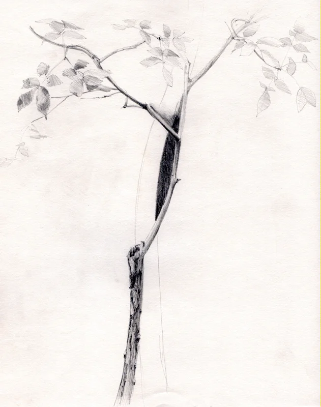 hickory sapling
