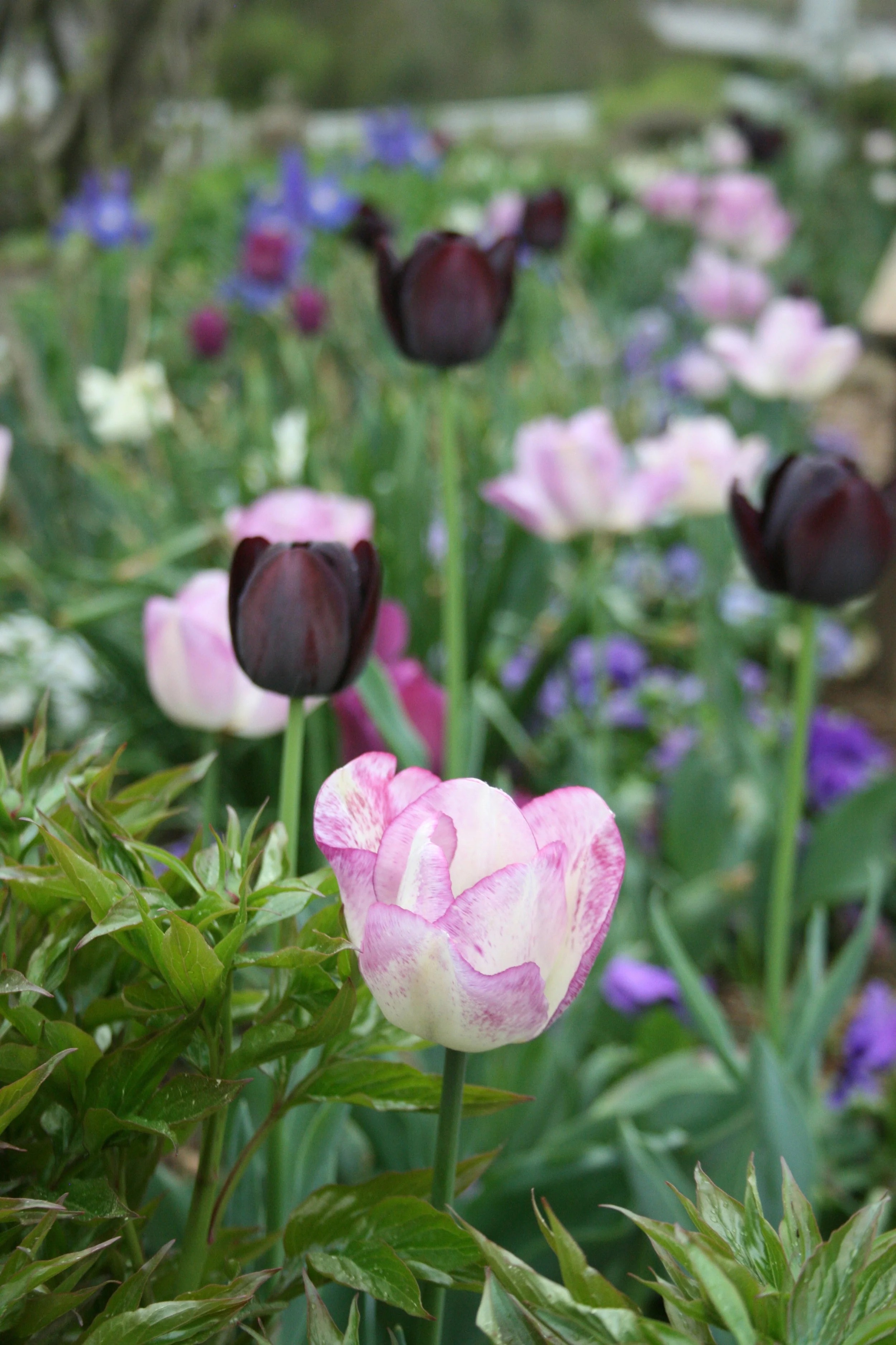 Tulips and violas, spring!