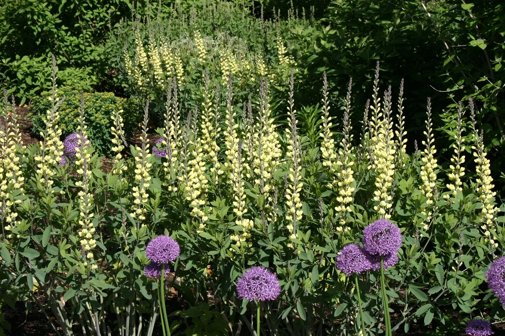 Baptisia 'Carolina Moonlight' and Allium 'Globemaster'