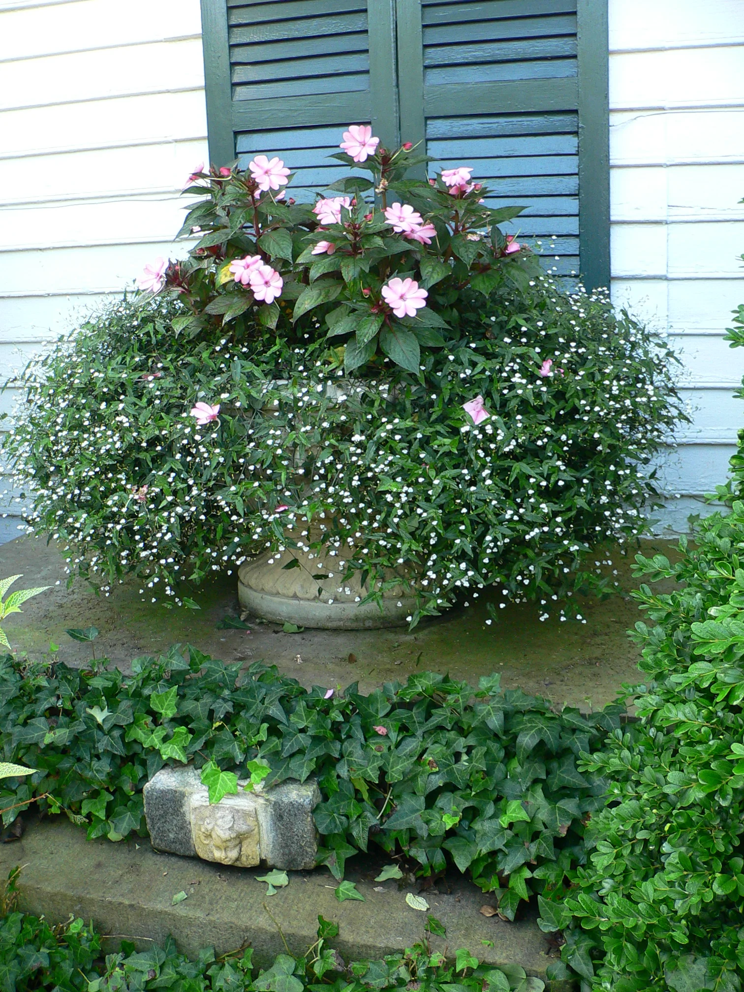 Summer planter, Pharsalia