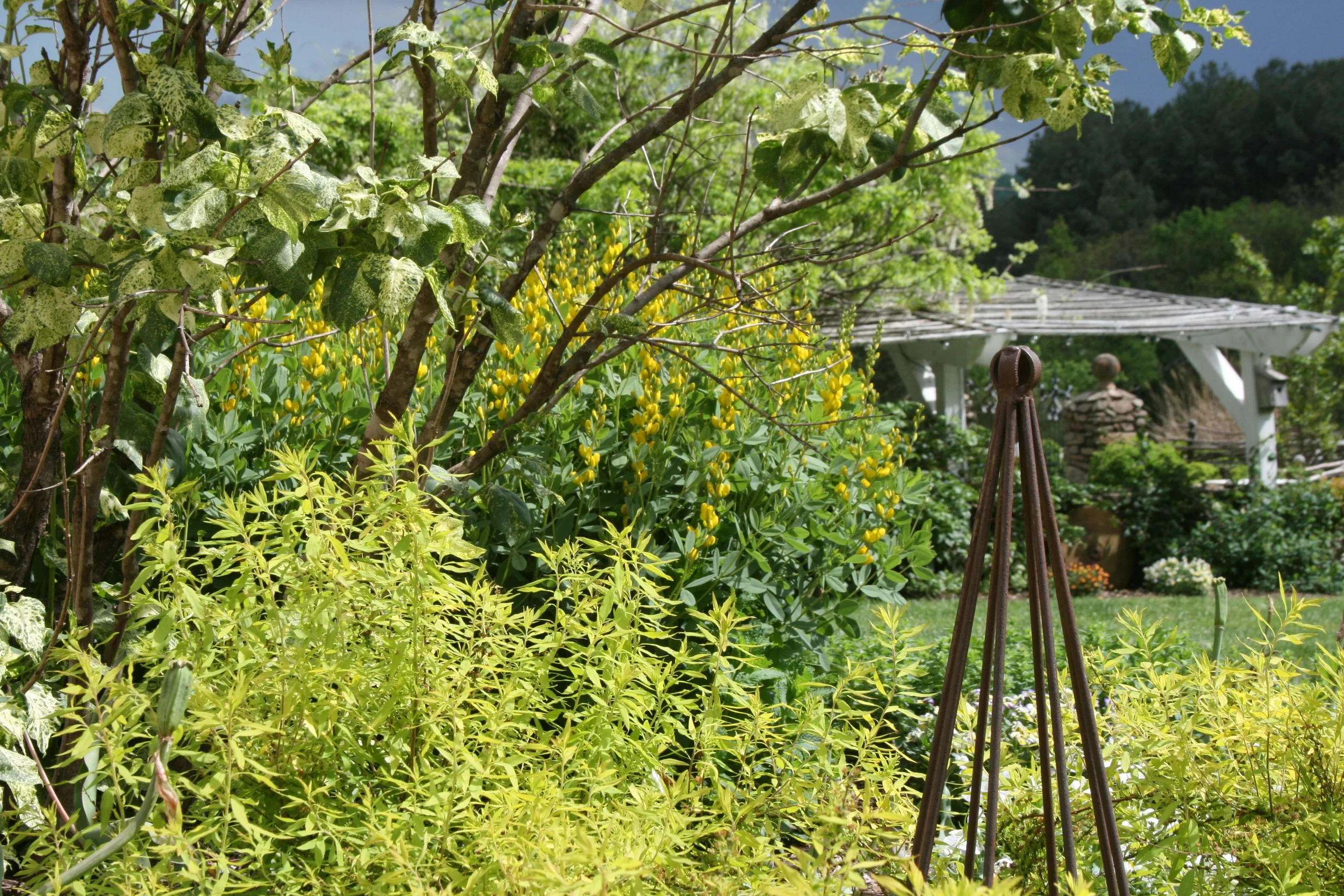 Golds of Summer, Pharsalia