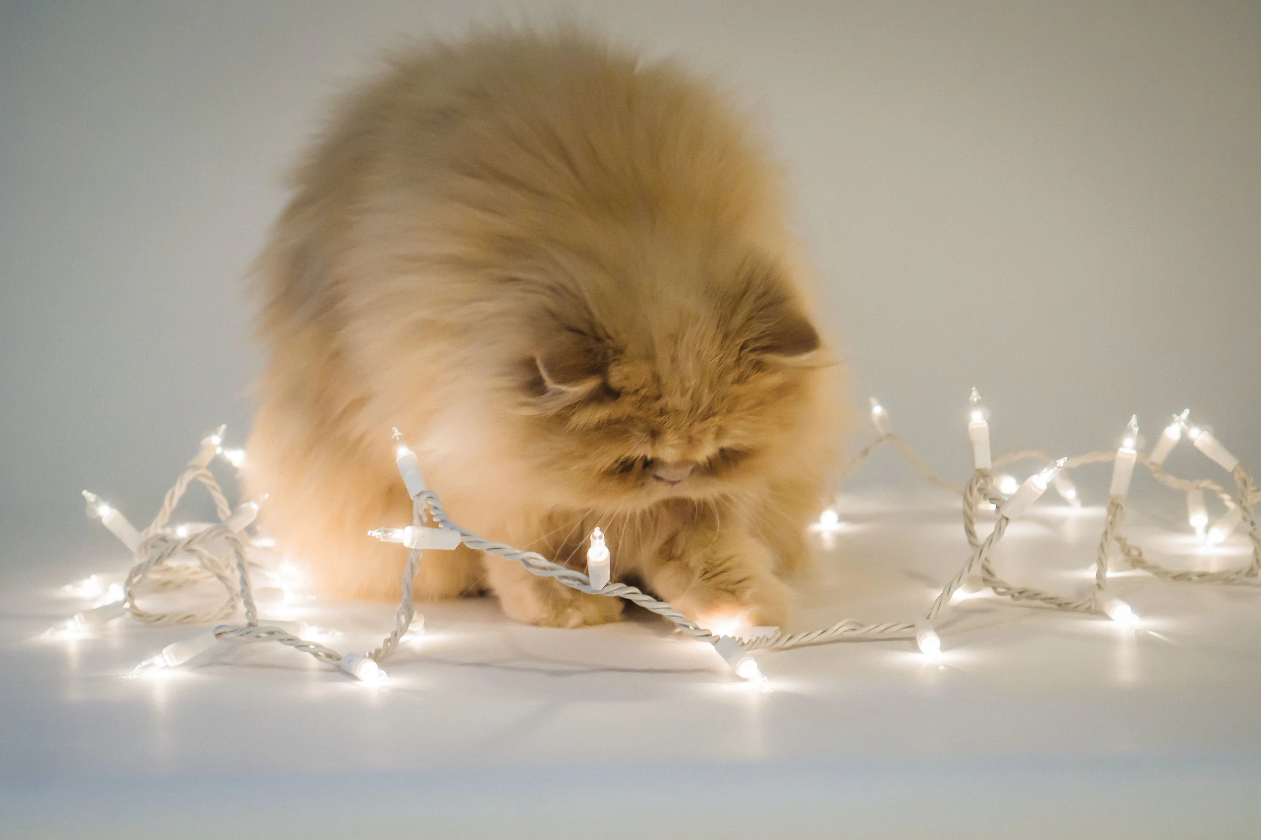 12_December_FloydTheLion_Floros_01216.jpg