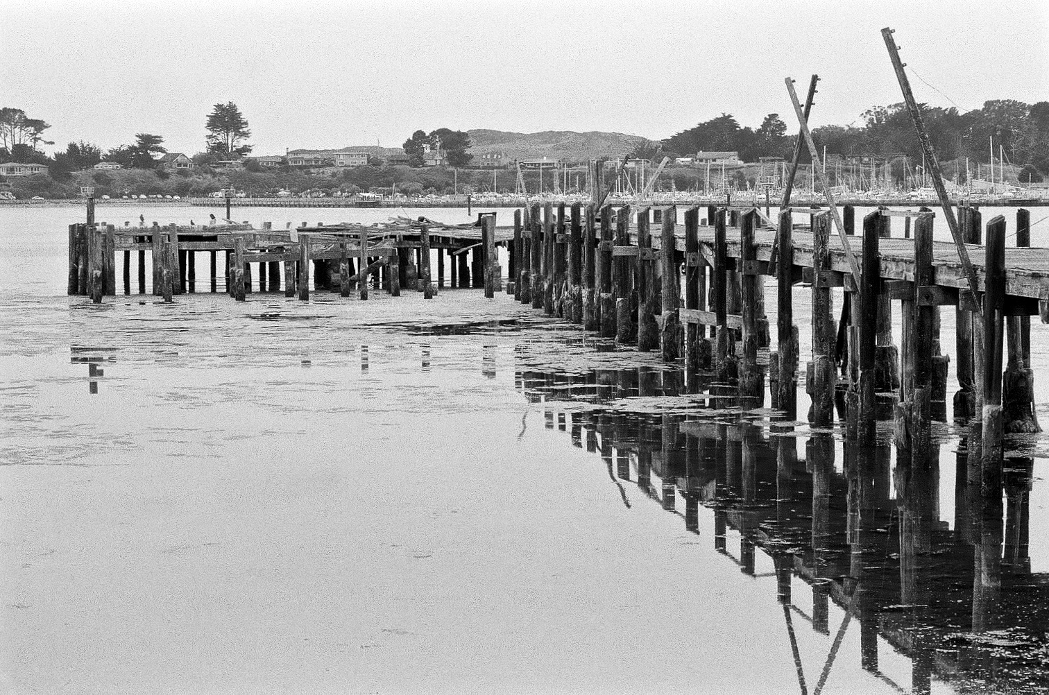 The old pier at Bodega Bay. Nikon F2A, 85mm f/1.4 Nikkor
