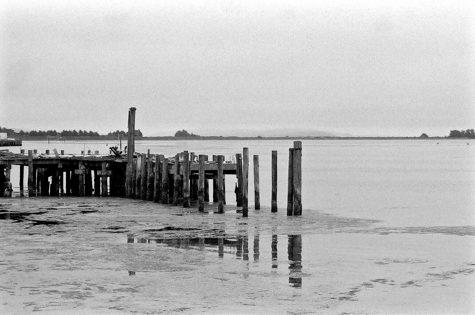 End of abandoned pier, Bodega Bay. Nikon F2A, 85mm f/1.4 Nikkor