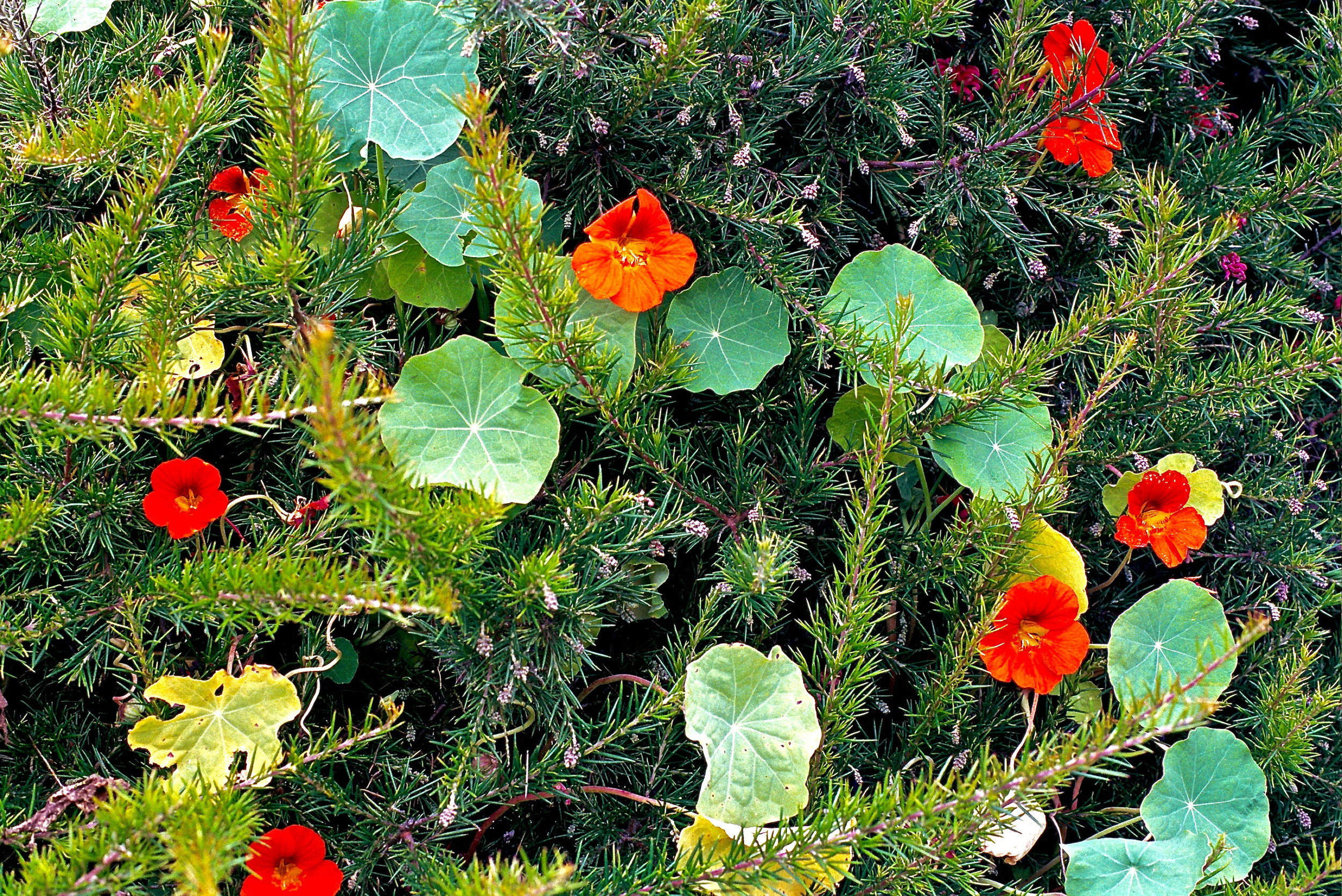 Coastal Flowers Olympus OM2n, 50mm f/1.4 Zuiko on Kodak Portra 400